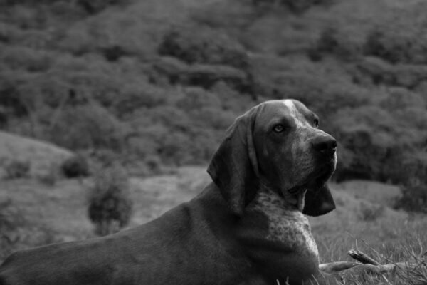 prayer for deceased dog