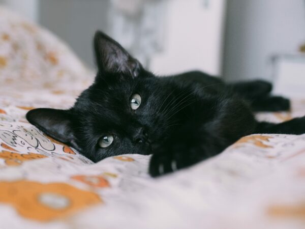 prayer for deceased cat